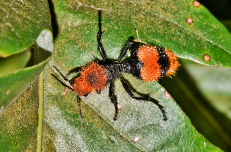 Velvet Ant Extermination in Frisco, TX