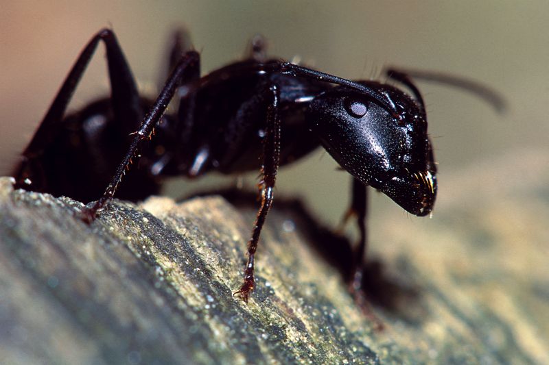 Velvet Ant Extermination in Fort Worth, TX