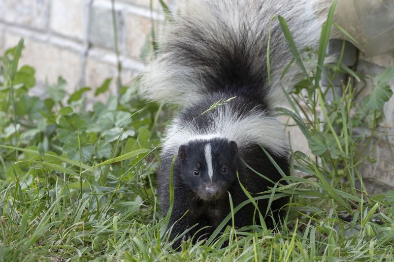 Skunk Burrow