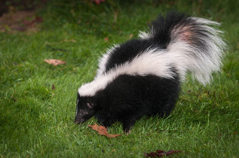 Skunk Near Property