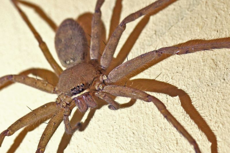 Wolf Spider Removal in Denton, TX