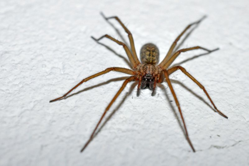 Wolf Spider Removal in Denton, TX
