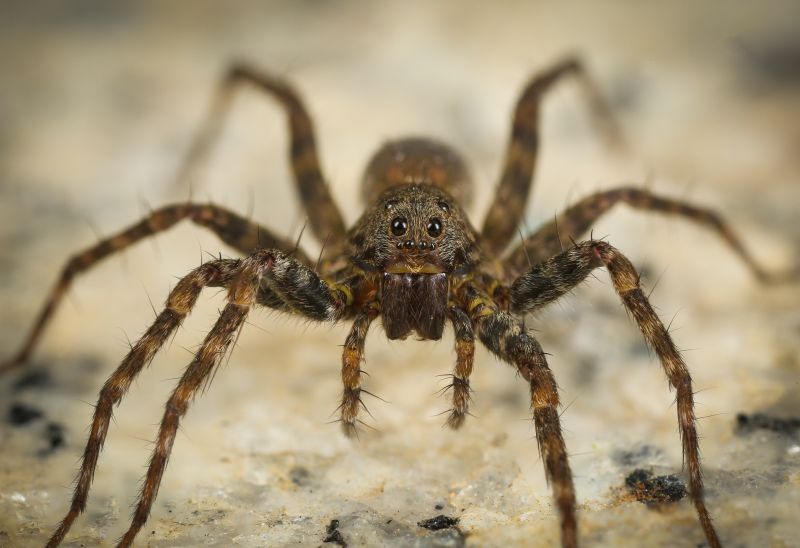 Wolf Spider Removal in Katy, TX