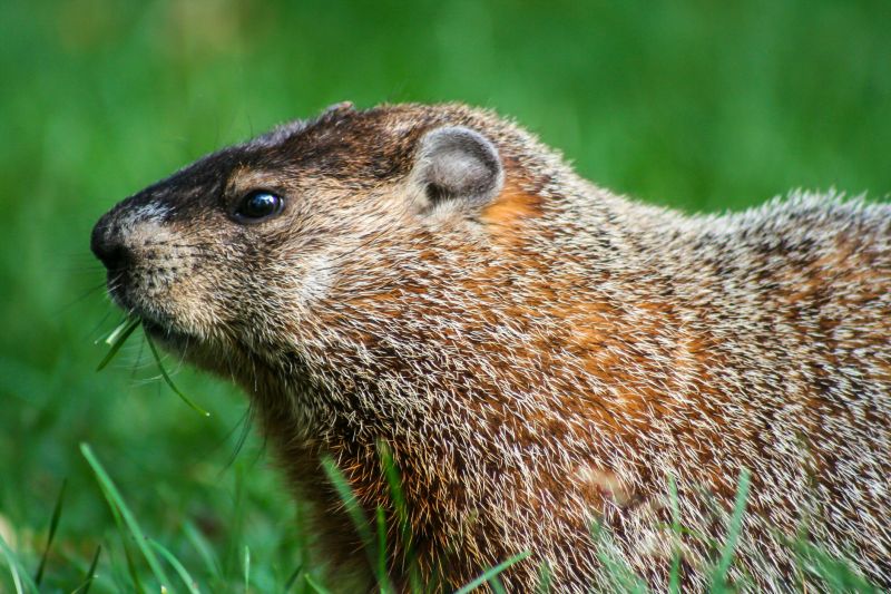 Woodchuck Control