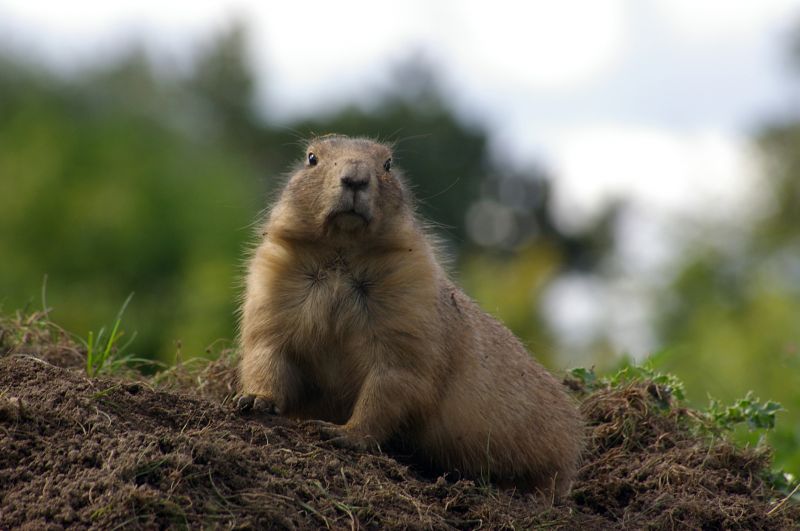 Woodchuck Burrows
