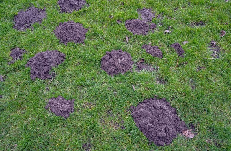 Groundhog Damage Prevention