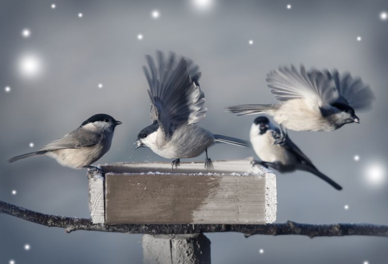 Seasonal Control Options