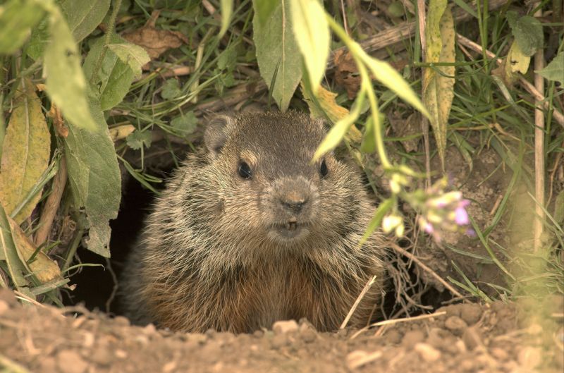 Woodchuck Control